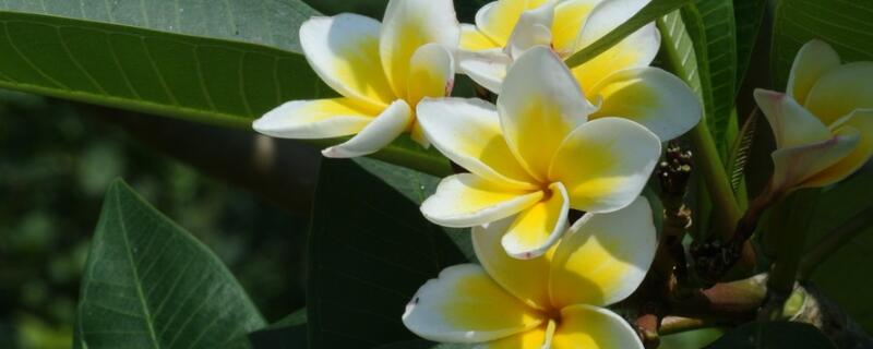 鸡蛋花黄叶怎么回事(鸡蛋花树叶子发黄是怎么回事)