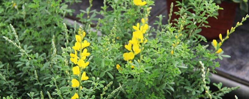 黄金雀怎么修剪（黄金雀怎样修剪）