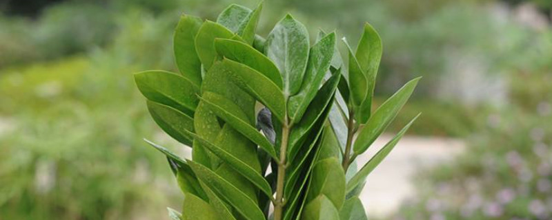 哪些植物适合冬季扦插 冬天扦插什么花