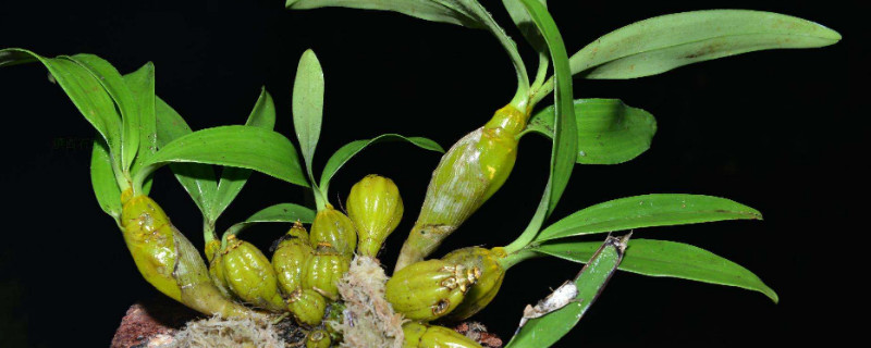 石斛的种法 石斛的种法图片