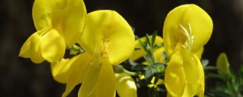 黄金雀的养护方法（黄金雀的养护方法夏天）