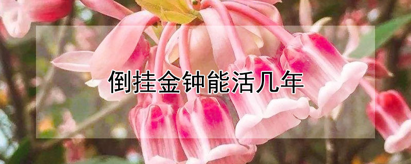 倒挂金钟能活几年 倒挂金钟寿命多长时间