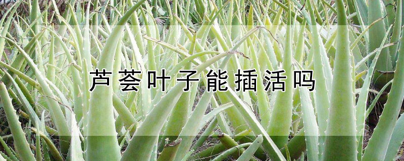 芦荟叶子能插活吗 芦荟可以插活不