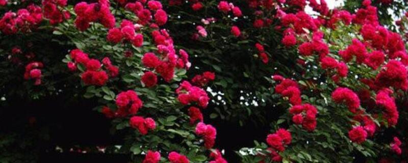 红木香花怎样修剪（红木香花用剪枝吗）