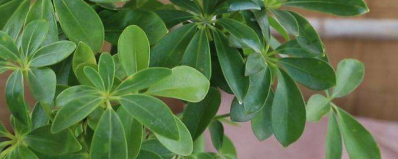 鸭掌木长虫子怎么办 鸭掌木长虫子图片及处理方法