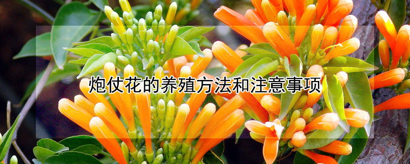 炮仗花的养殖方法和注意事项(炮仗花种植方法和注意事项)