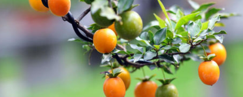 金弹子种子怎么催芽 金弹子怎么播种种子