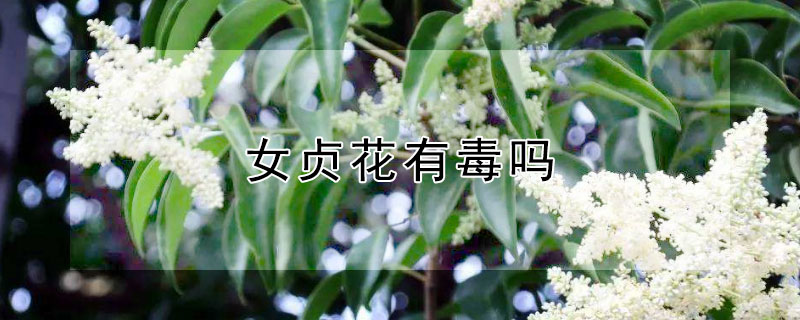 女贞花有毒吗(小叶女贞花有毒吗)