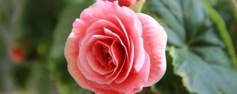 丽格海棠怎么过冬天（丽格海棠怎么越冬）