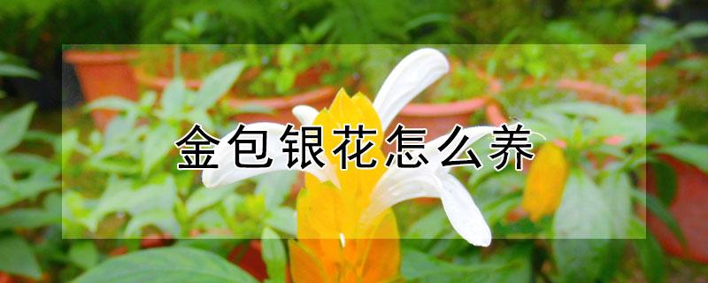 金包银花怎么养（盆栽金银花怎么养）