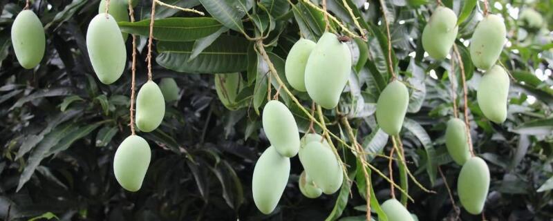 芒果盆栽怎么嫁接 盆栽芒果树怎么嫁接