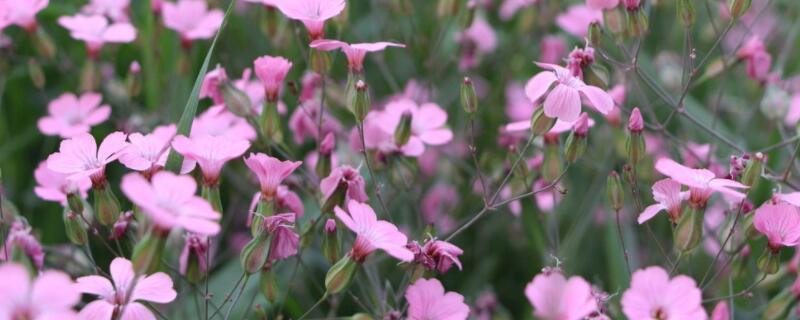 麦蓝菜怎么打顶 麦蓝菜怎么种植方法