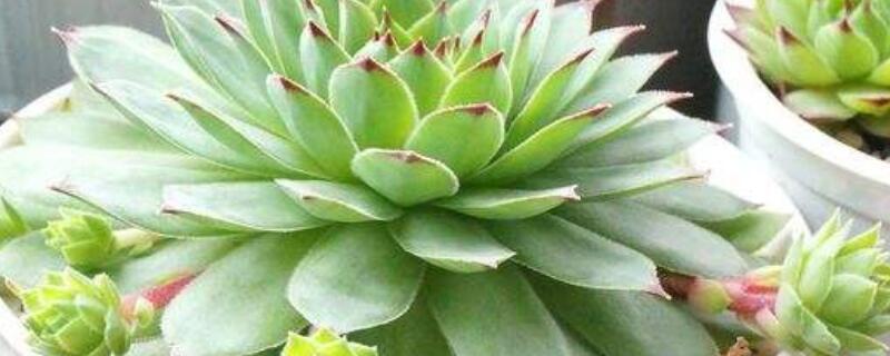 长生草容易爆盆吗 长生草会开花吗