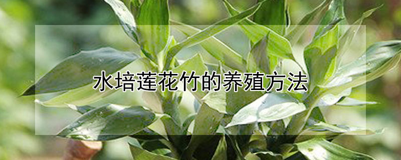 水培莲花竹的养殖方法 水培莲花竹的养殖方法和注意事项