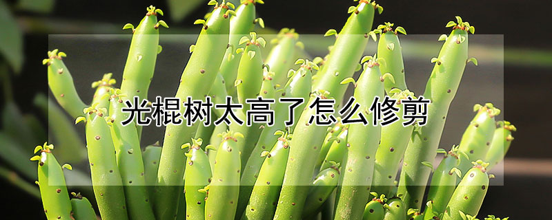 光棍树太高了怎么修剪（光棍树长高了怎么修剪）
