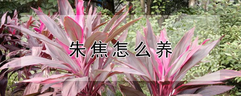 朱焦怎么养（朱蕉怎么养才能更旺盛）