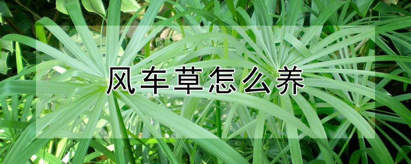 风车草怎么养（风车草怎么养殖视频）