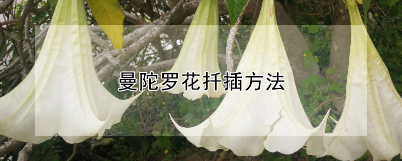 曼陀罗花扦插方法 曼陀罗花怎么扦插