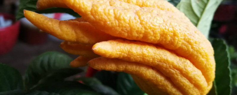 佛手不开花是什么原因（为什么佛手不开花结果）