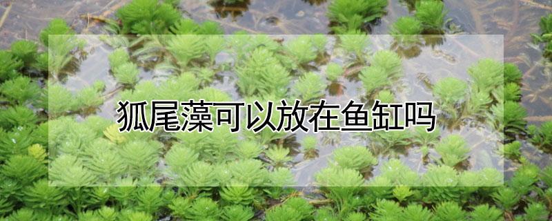 狐尾藻可以放在鱼缸吗（怎样在鱼池种植狐尾藻）