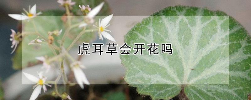 虎耳草会开花吗 虎耳草开花结果图片