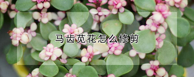 马齿苋花怎么修剪 马齿苋盆栽怎么剪