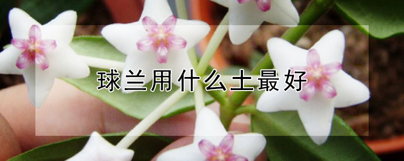 球兰用什么土最好（球兰种植最好用什么土）