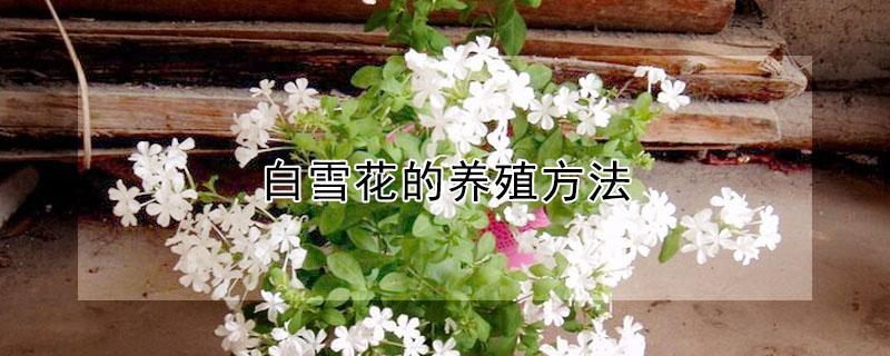 白雪花的养殖方法（白雪花种植）
