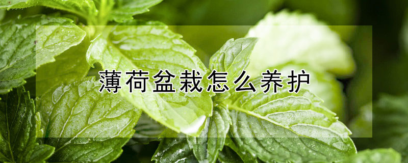 薄荷盆栽怎么养护 盆栽薄荷怎么养?薄荷的养殖方法和注意事项