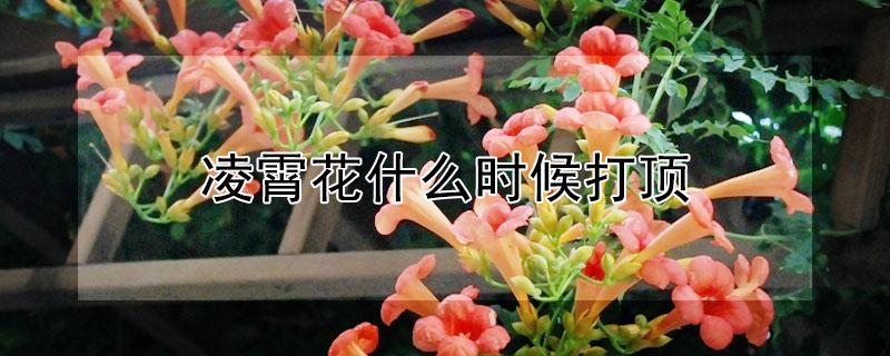 凌霄花什么时候打顶（凌霄花要打顶吗）