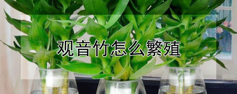 观音竹怎么繁殖（观音竹怎么繁殖多）