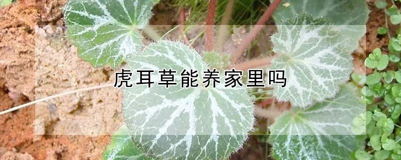 虎耳草能养家里吗 虎耳草放在家里哪里养