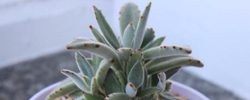 月兔耳怎么繁殖（兔耳朵怎么繁殖）