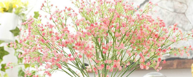 满天星开完花如何修剪（满天星开花后怎么修剪）