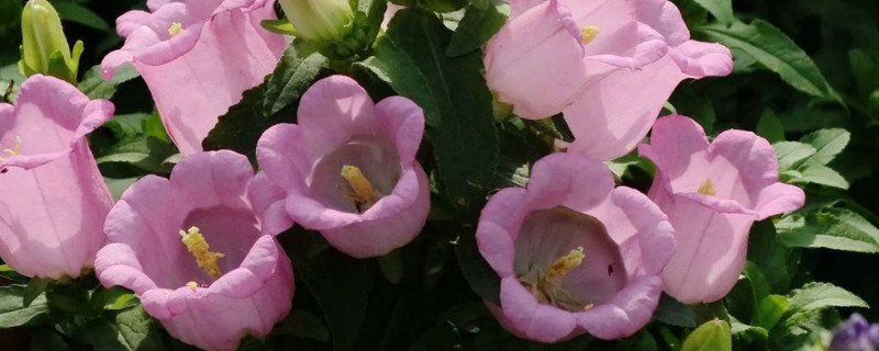 风铃草叶子枯萎为什么 风铃草枯了