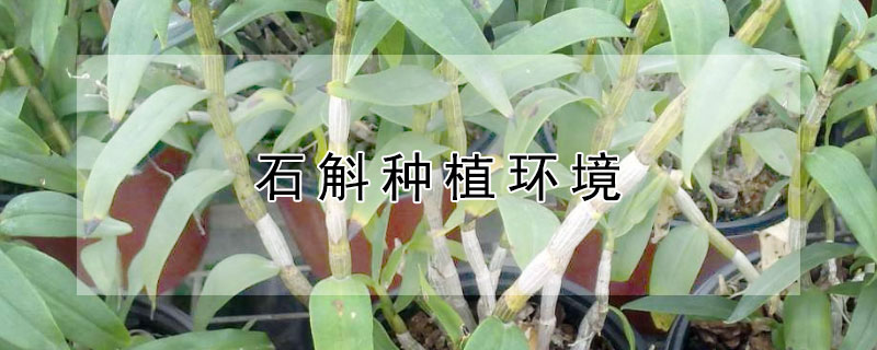 石斛种植环境 石斛生长环境