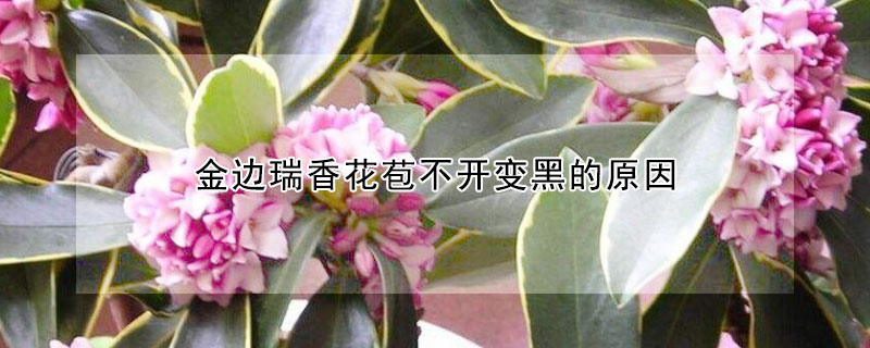 金边瑞香花苞不开变黑的原因（金边瑞香开花后花朵发黑怎么办）