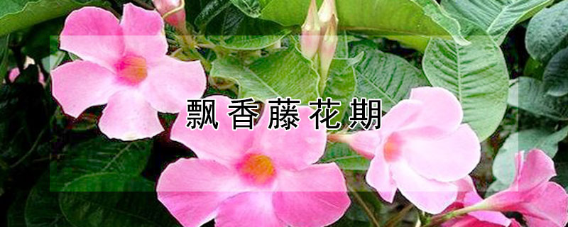 飘香藤花期（飘香藤花期怎么浇水施肥）