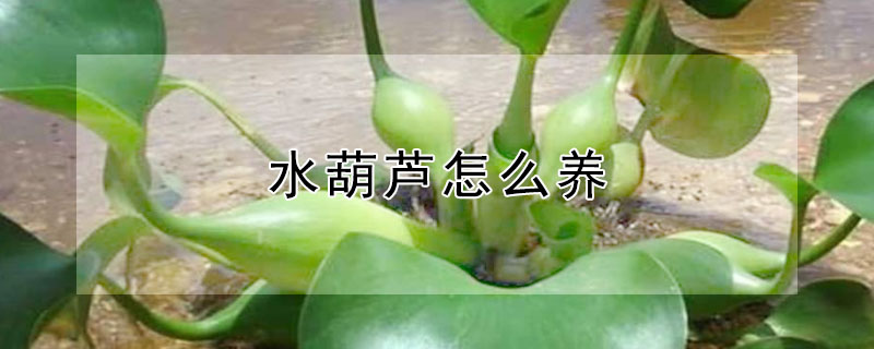 水葫芦怎么养（水培水葫芦怎么养）