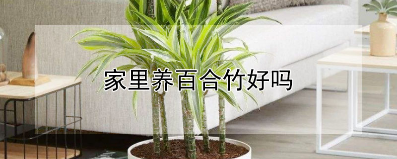 家里养百合竹好吗（百合竹子怎么养）