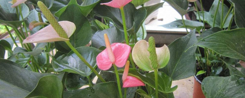 粉掌的养殖方法和注意事项(红掌粉掌的养殖方法和注意事项)