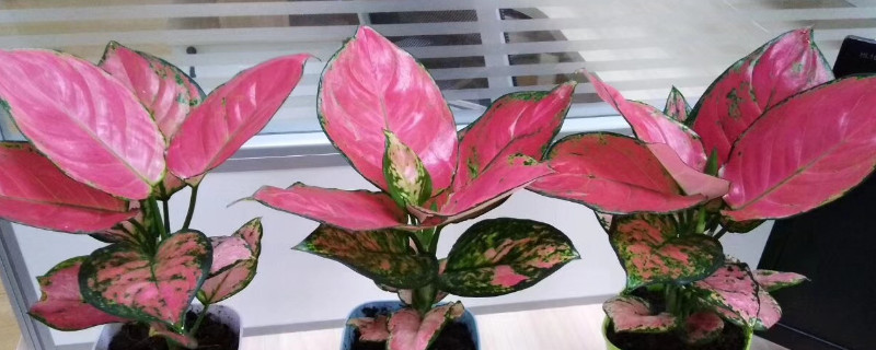 花卉吉利红养殖方法（吉利红的养殖方法和注意事项有哪些）