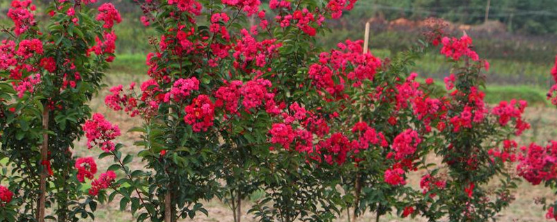 紫薇树苗怎样培育 紫薇树如何育苗