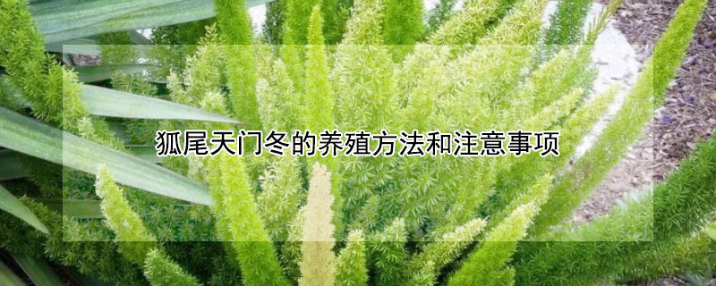 狐尾天门冬的养殖方法和注意事项（狐尾天门冬种植与管理方法）