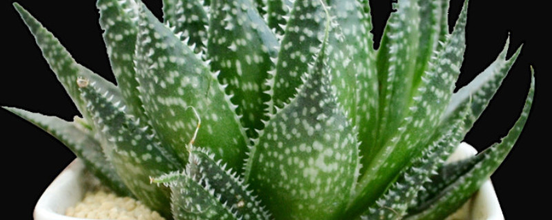 波路开花后如何处理 波路开花了