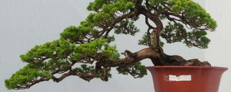 松柏盆景怎么养（松柏盆景怎么养护）