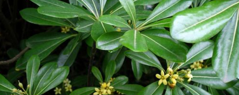 鸭脚木什么时候种植 鸭脚木冬天可以种吗