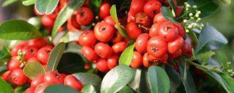 富贵籽叶子尖干枯（富贵竹叶子尖干枯）