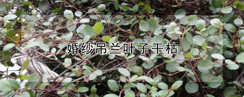 婚纱吊兰叶子干枯 婚纱吊兰叶子干枯还能养好吗