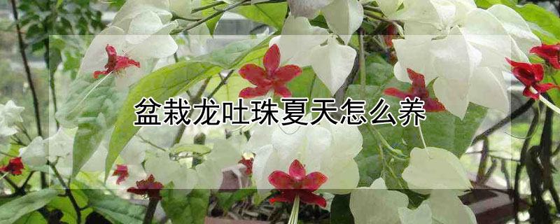 盆栽龙吐珠夏天怎么养（龙吐珠秋冬季节怎么养）